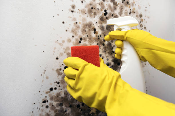 Best Mold Removal Company Near Me  in Gueydan, LA