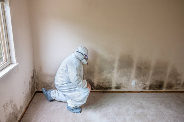 Best Mold Testing  in Gueydan, LA