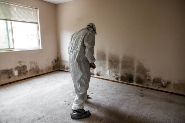 Best Fast Mold Removal  in Gueydan, LA